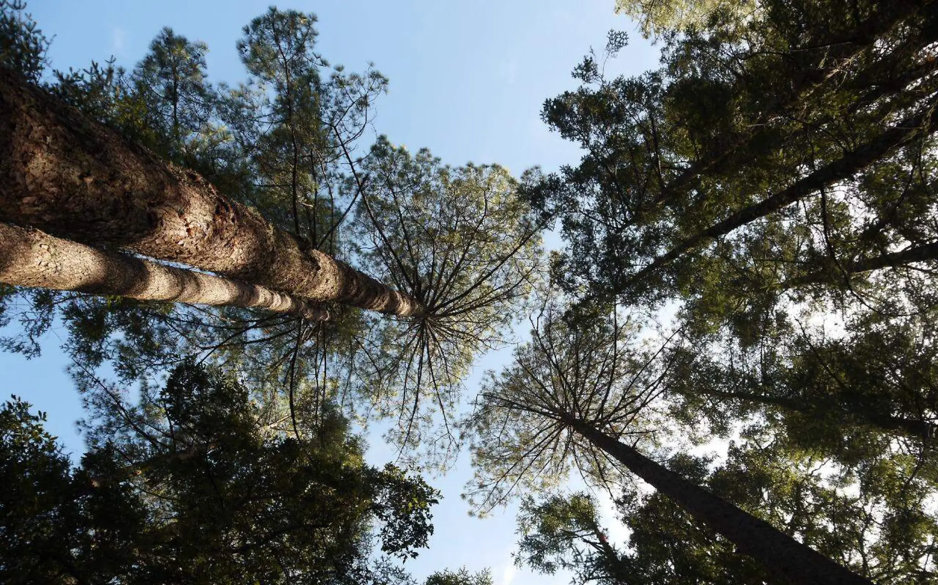 Naturaleza Foto Adid Jiménez El Sol de Morelia 1